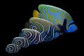   emperors new clothes... compilation different color phases emperor angelfish. first images show same individual photographed between December 2008 June 2010... clothes angelfish 2010  